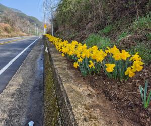 '산청군 삼장면, “사계절 꽃 만발한 마을 만든다”'