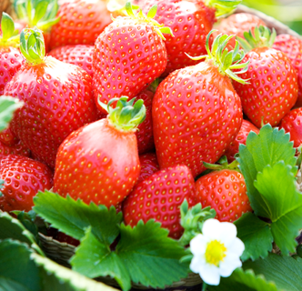 山清草莓