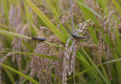 Grasshopper Catching Festival image