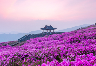 Hwangmaesan Mountain Royal Azalea Festival image