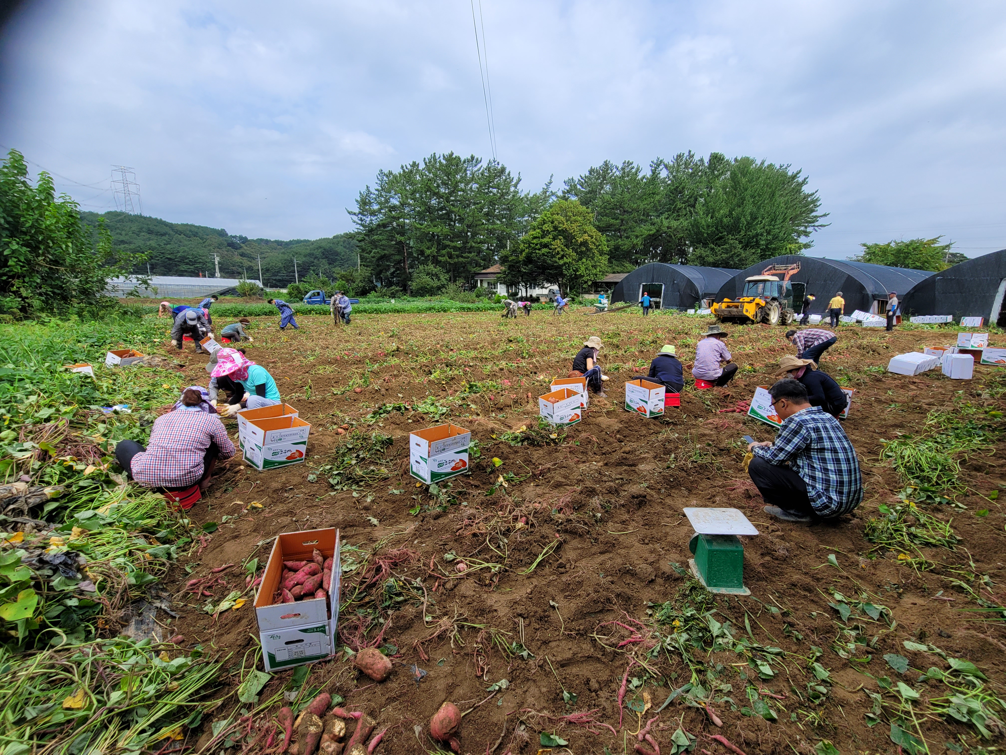 농촌지도자 산청군연합회 공동학습포 고구마 수확 1