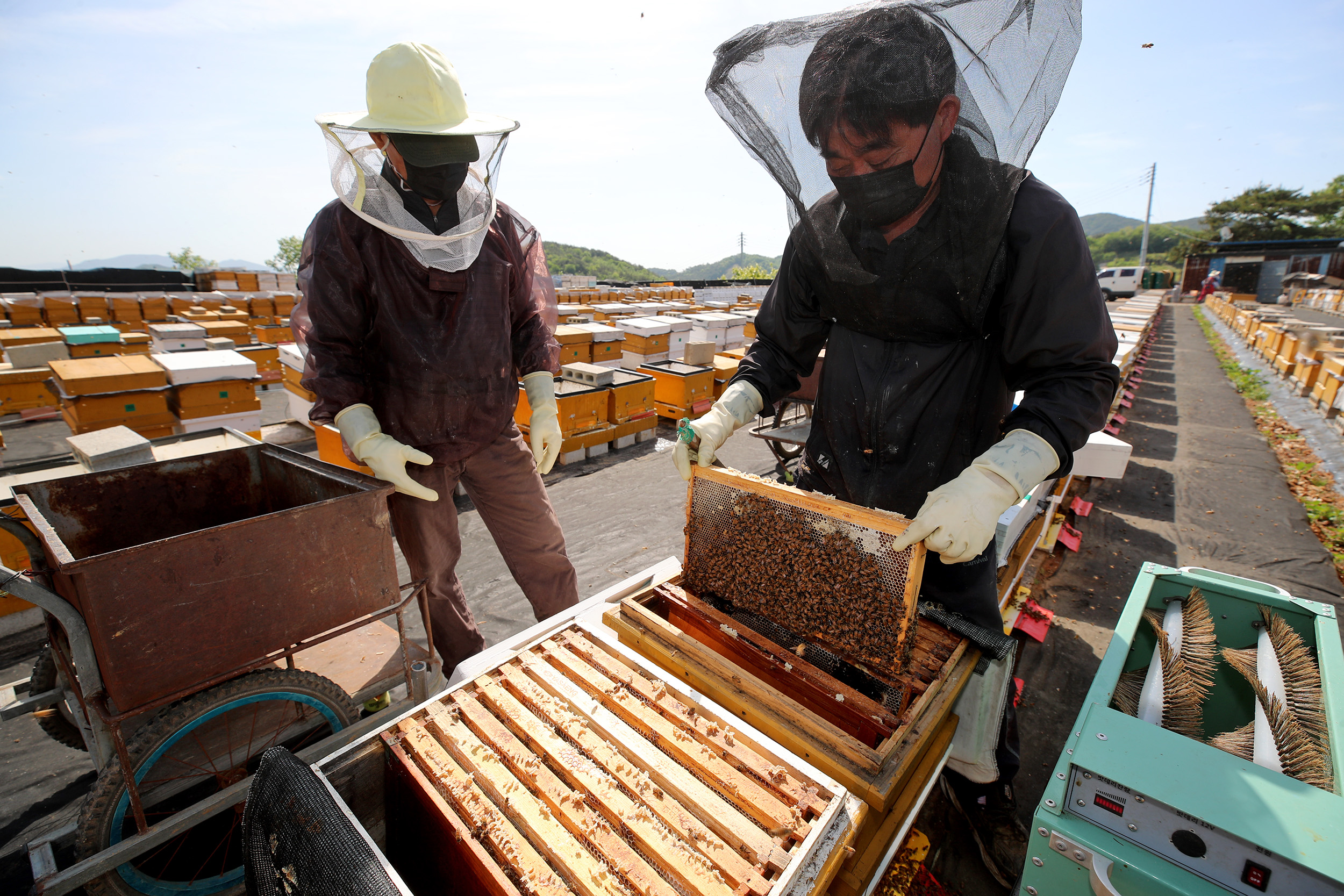 산청군 ‘꿀나무’ 심기 환경보호·양봉육성 1석2조 2