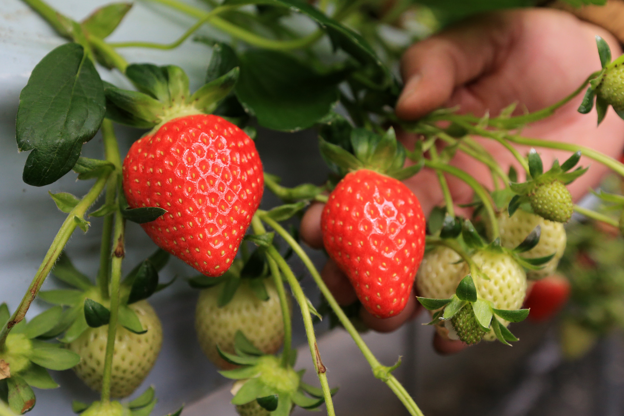 산청군, 딸기농가 맞춤형 양액처방 컨설팅 1