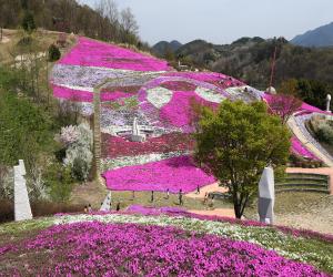 '산청군 생초국제조각공원은 꽃잔디 향연 중'