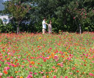 '산청농기센터 “여름에도 아름다운 꽃구경 하세요”'